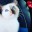 Dima