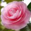 Camellia