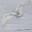polar_owl