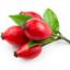 Rosehipss