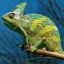 hameleon