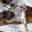snowbars